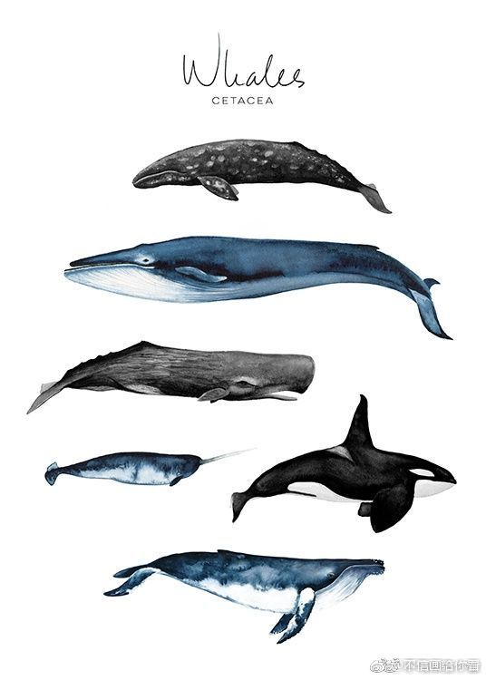 吃鲸:鲸鱼图鉴大全(水彩)