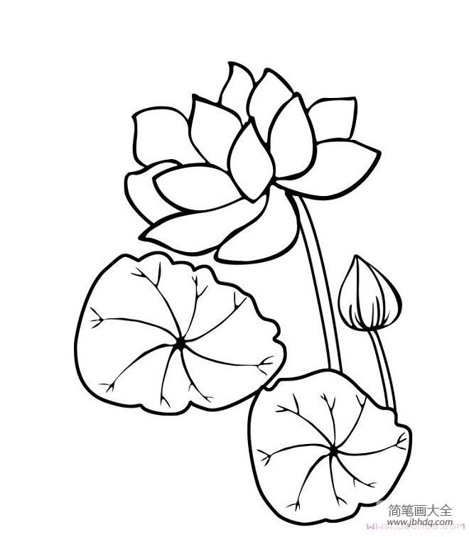 盛开的荷花植物简笔画卡通图片手绘(铅笔素描)