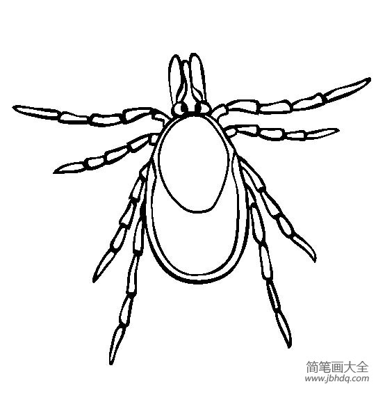 昆虫图片蜱虫简笔画图片