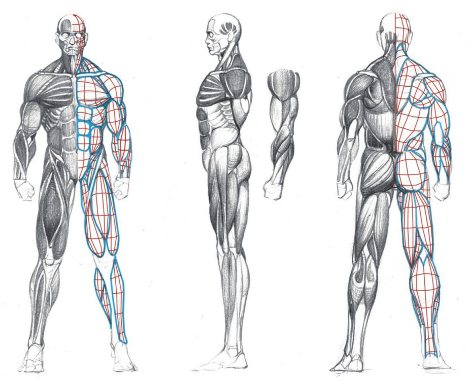 【教程】人体绘画基础 part 02 认识肌肉