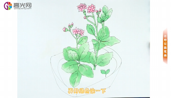 长寿花怎么画 简单图片
