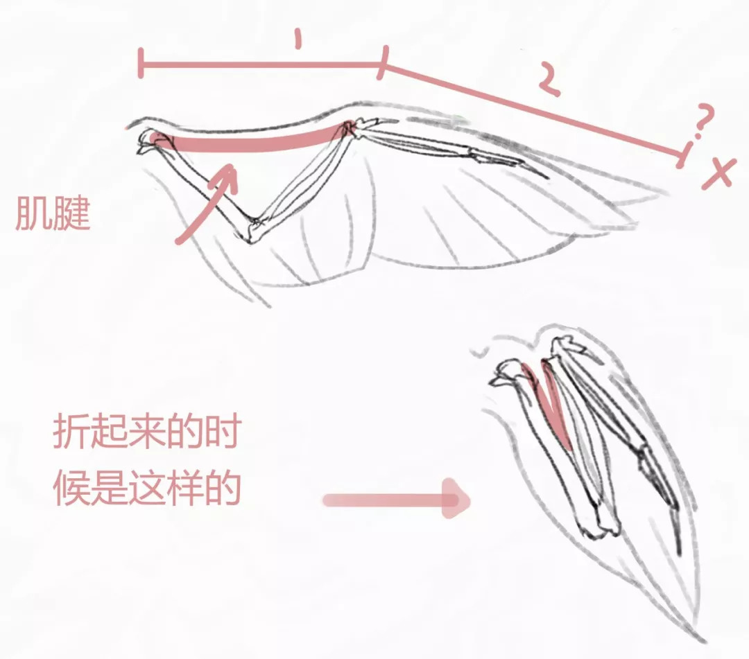 鸟类翅膀结构图片