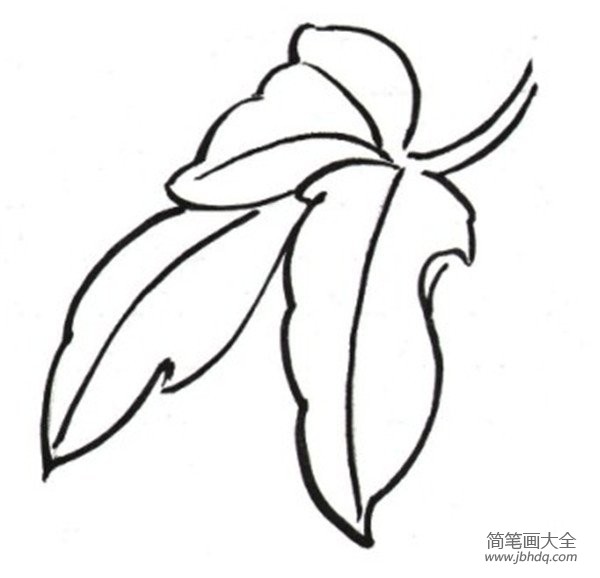 牡丹花的叶子简笔画图片