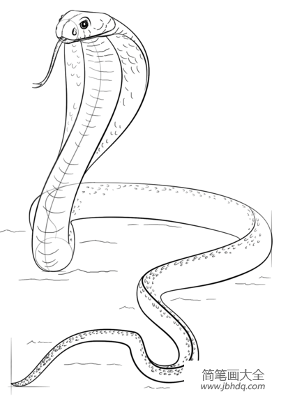 简笔画大蟒蛇图片
