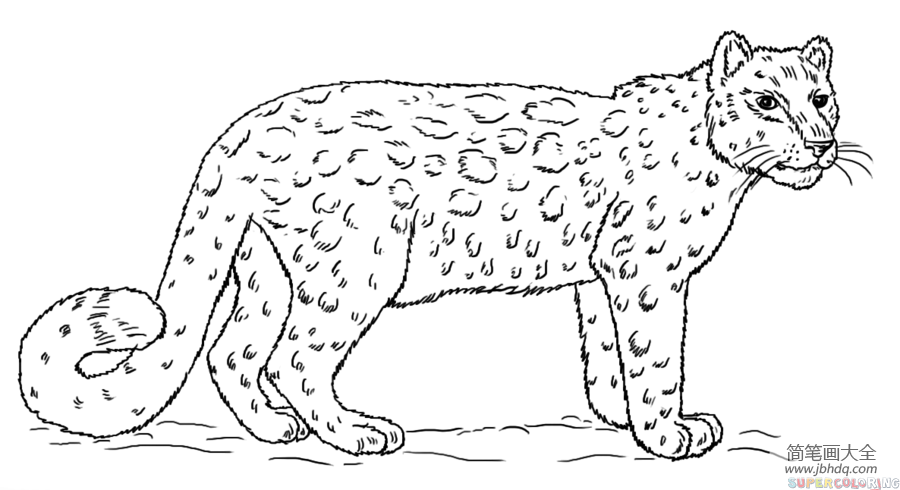 雪豹的画法图片