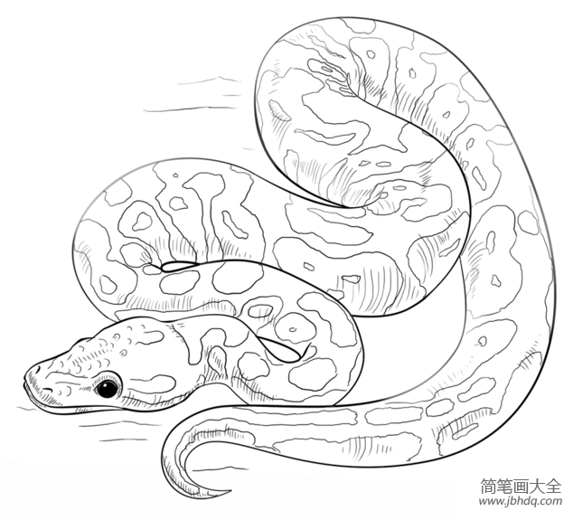一条巨蛇怎么画图片