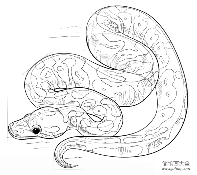 蟒蛇怎么画简笔画图片