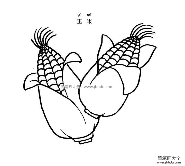 郑州大玉米简笔画图片
