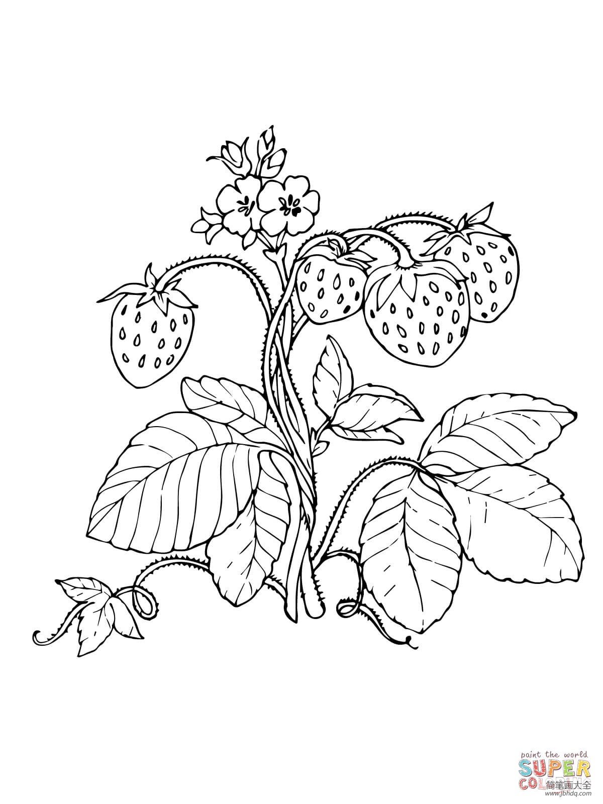 草莓简笔画图片 草莓简笔画涂色 - 水彩迷