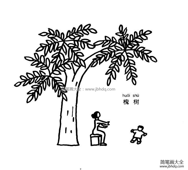 槐树简笔画 青铜葵花图片