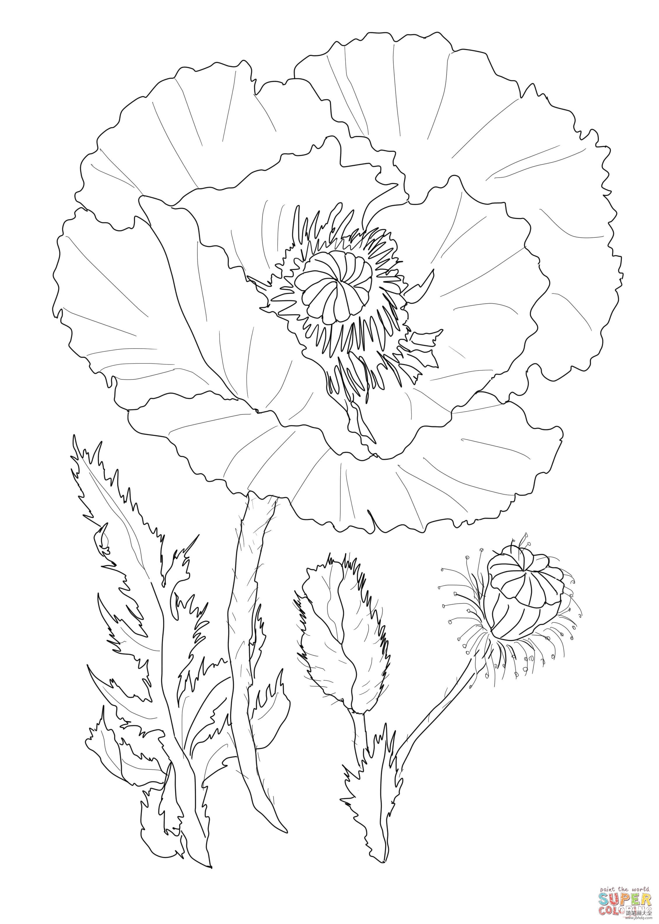罂粟花手稿图片