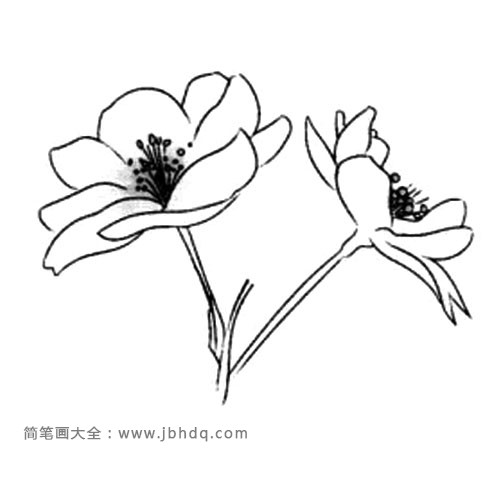 海棠树叶简笔画图片