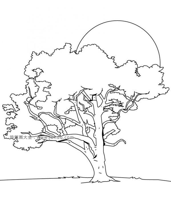 大树结构图简笔画图片