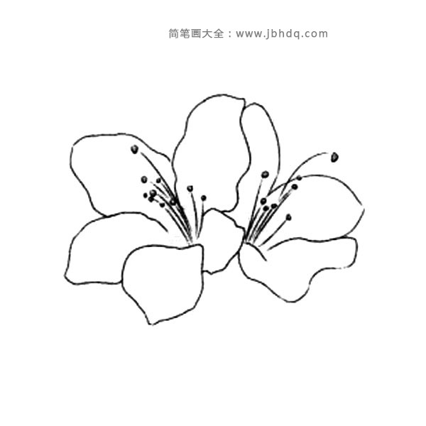 山楂海棠花简笔画图片