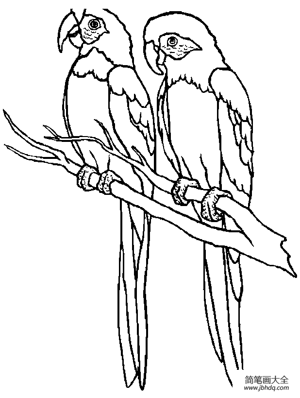 鹦鹉的简单画法图图片