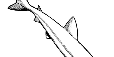 石斑鱼简笔画 简单图片