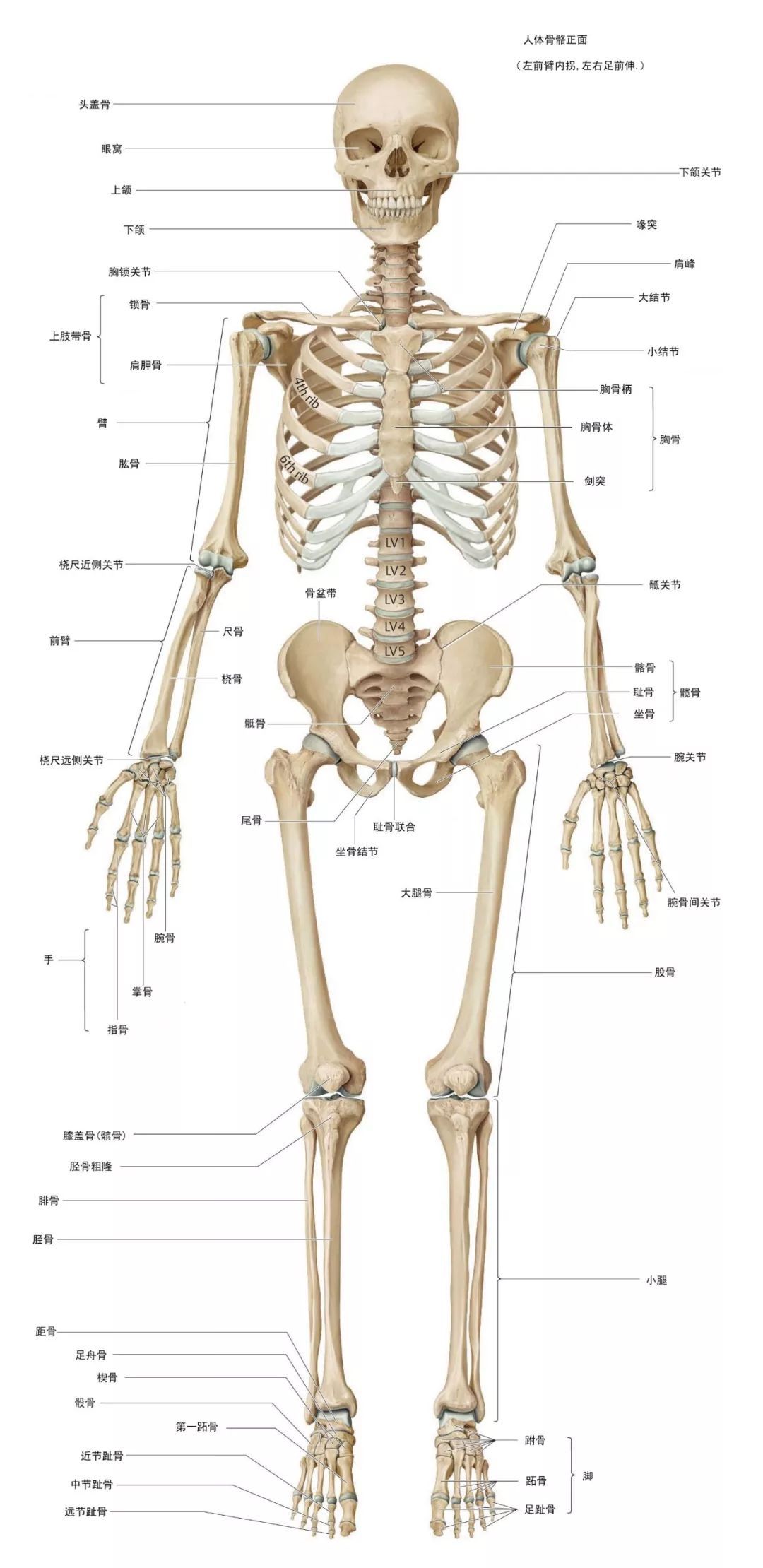 身体骨骼的透视图名称图片