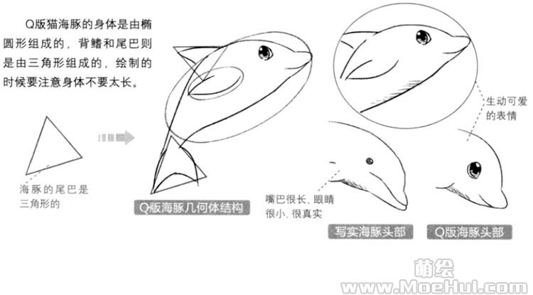 母海豚结构图图片