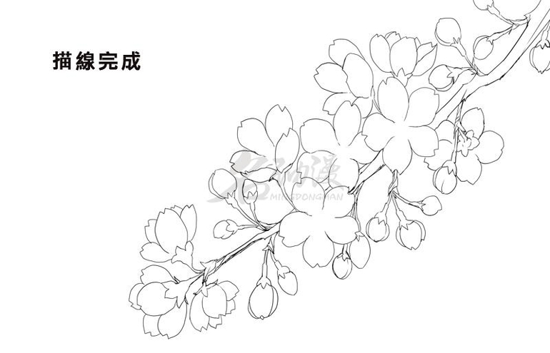 樱花树简笔画 步骤图片