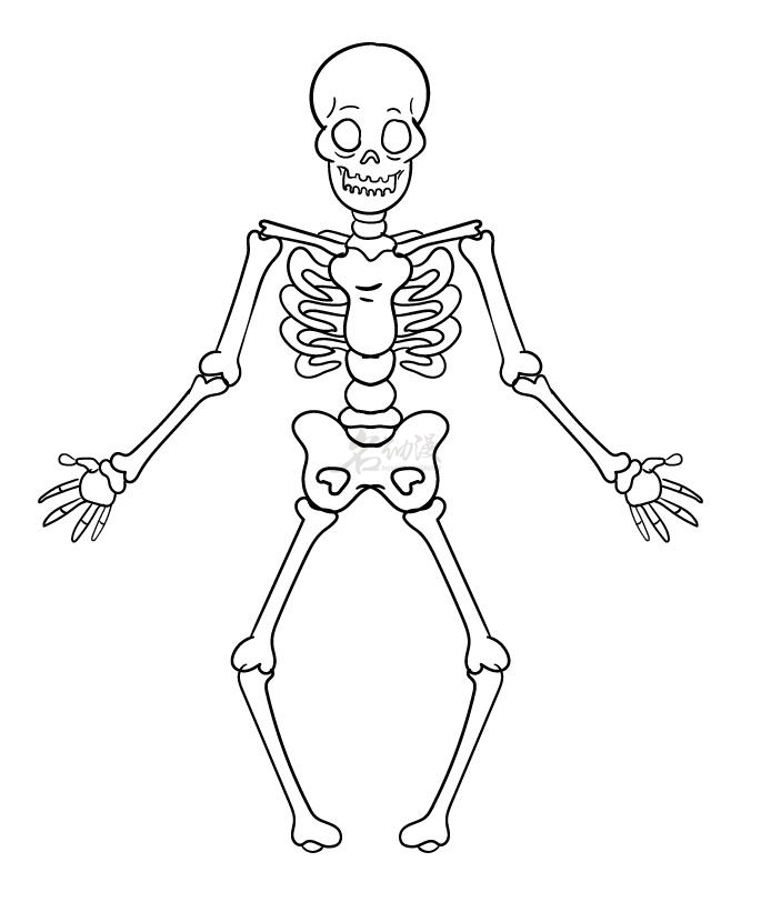 人体模型骨头架怎么画图片