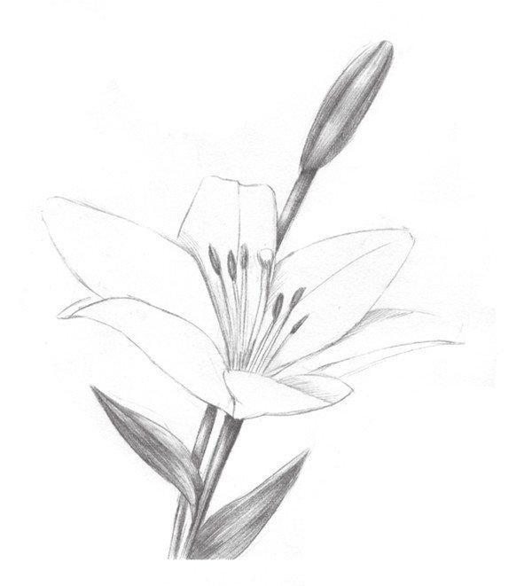 铅笔画花朵简单 素描图片