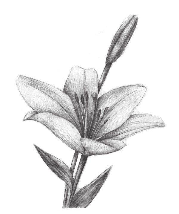 铅笔画花朵简单 素描图片