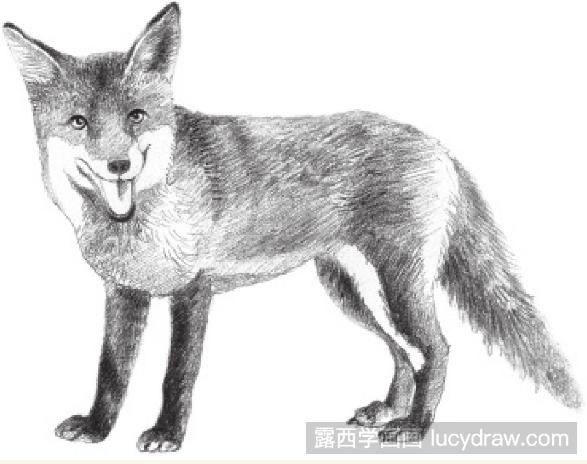精微素描狐狸图片