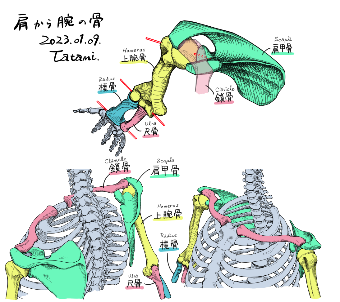 图3-18 肩胛骨(后面观)-骨科临床解剖学-医学