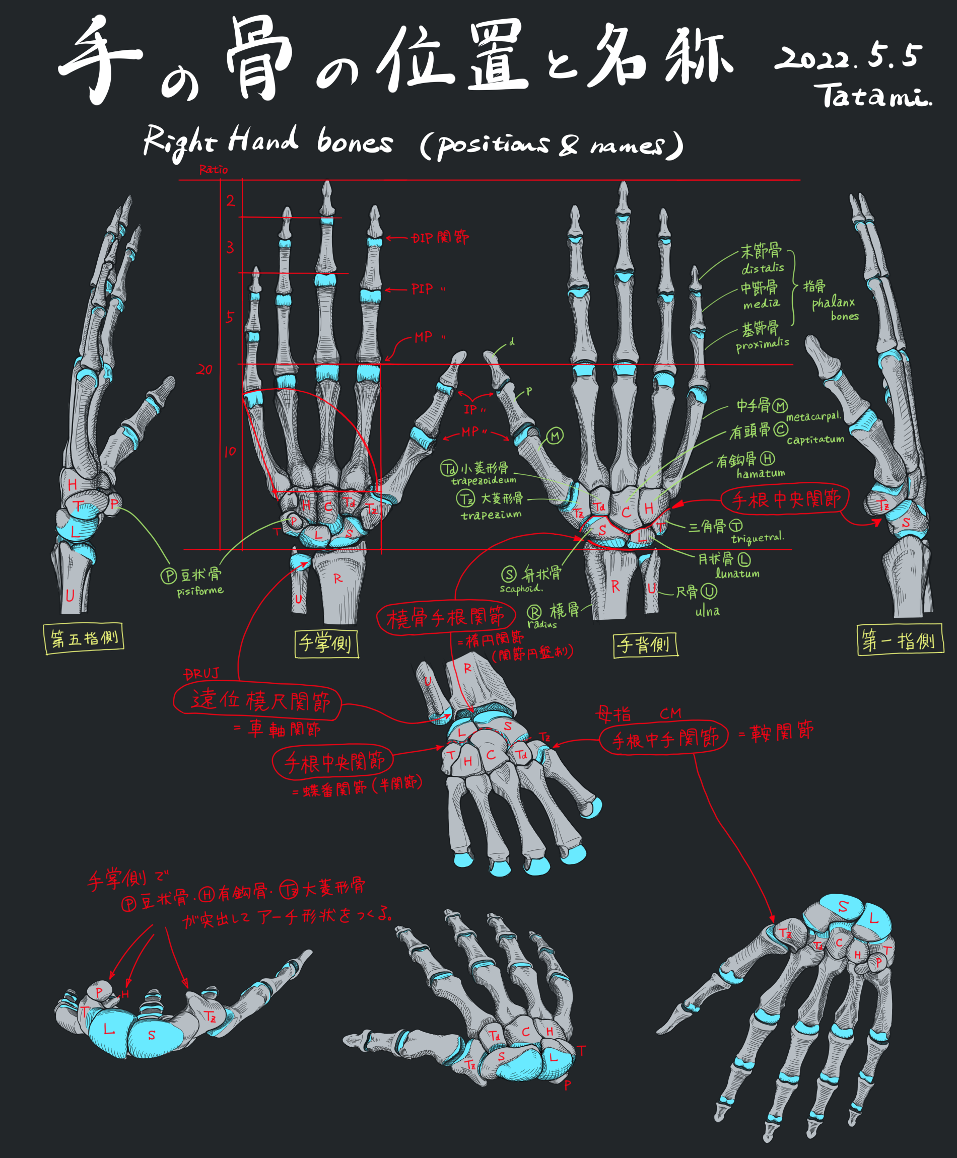 绘画教程：手的骨骼-普画网